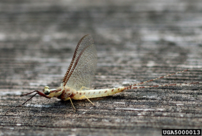 Mayfly