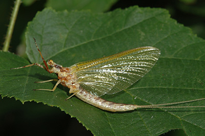 Mayfly