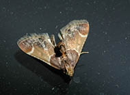 Meal moth