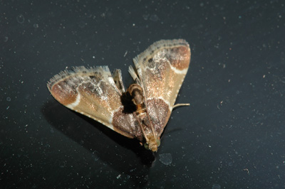 meal moth