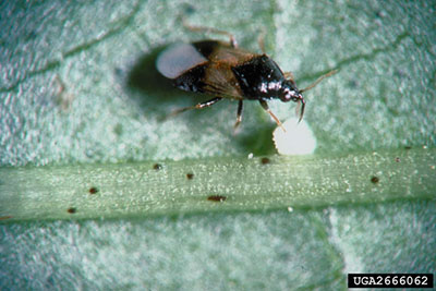 Aster leafhopper