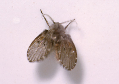 moth-fly-1