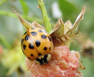 Multicolored Asian Lady Beetle – Wisconsin Horticulture