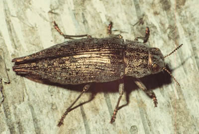 metallic wood boring beetle