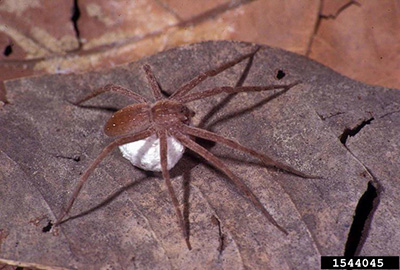 Nursery web spider