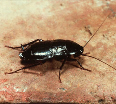 Oriental cockroach adult