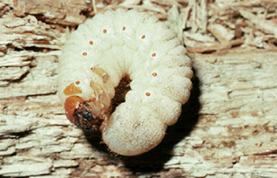 Hermit flower beetle larvae