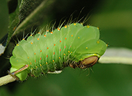 Polyphemus caterpillar