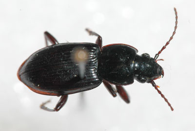 Ground beetle, Pterostichus sp.