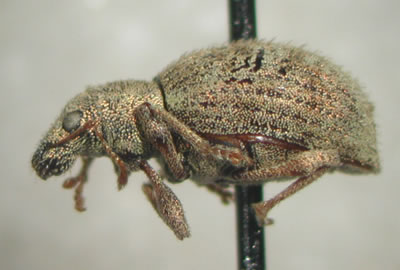 Weevil, Sciaphilis asperatus