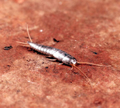 Silverfish