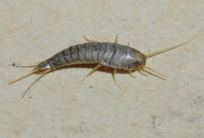 Silverfish