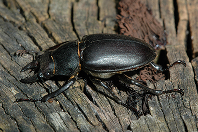 Stag beetle