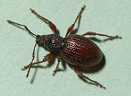 Strawberrry root weevil