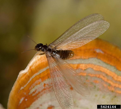 subterranean termite