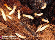 Subterannian termite ant