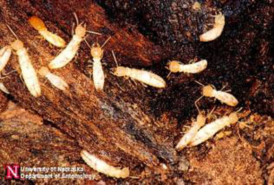 Subterranean termite worker