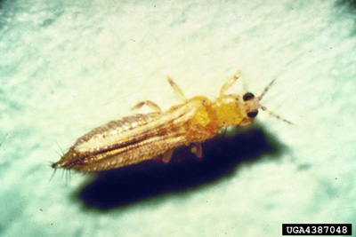 Thrips