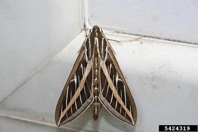 White-lined sphinx moth