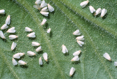 whitefly