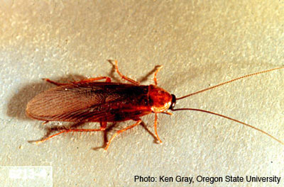 Pennsylvania wood cockroach adult