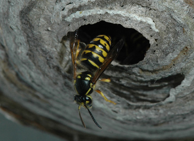 yellowjacket