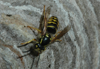 Yellowjacket