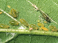Aphids