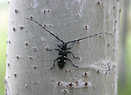 Asian longhorned beetle