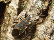 Boxelder bug