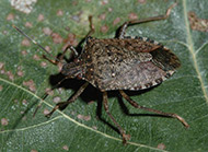 Brown marmorated stink bug