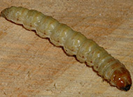 Carpenterworm