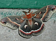 Cecropia