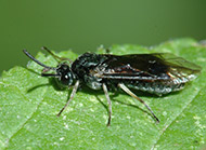 Common sawflies