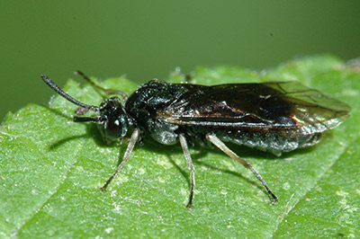 Common sawflies