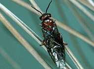 Conifer sawflies