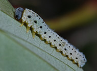 Dogwood sawfly