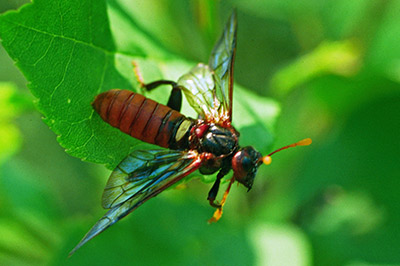 Elm sawfly