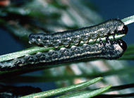 European pine sawfly