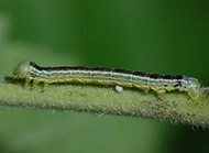Fall cankerworm
