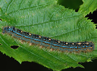 Forest tent caterpillar