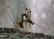 Giant ichneumon wasp