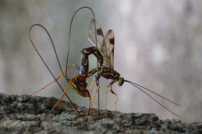 Giant ichneumon wasp