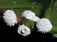 Hawthorn mealybug