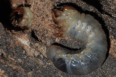 Hermit flower beetle larvae