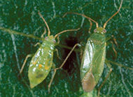 Honeylocust plant bug nymph