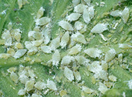 Leaf curl ash aphid