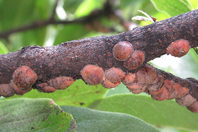 Magnolia scale