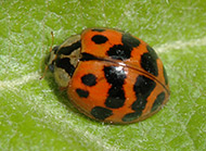 Multicolored Asian lady beetle