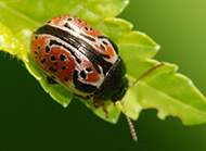 Ninebark calligrapha